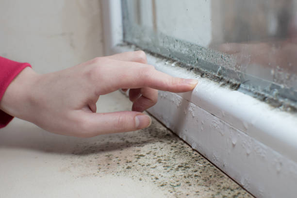 Best Mold Damage Restoration  in Roswell, GA
