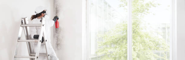 Best Attic Mold Removal  in Roswell, GA